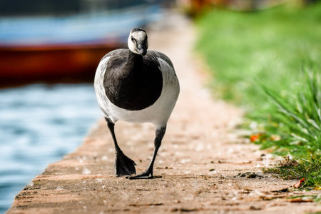 Barnacle goose (Branta leucopsis) - a large water bird with black and white plumage, walks along the shore of the lake.の写真素材