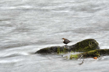 Throated dipper (Cinclus cinclus) a small brown white-bellied water bird, standing on a rock protruding from the river, waiting for the fish to pass by.の写真素材