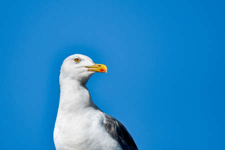 European herring gull (Larus argentatus) large water bird with white plumage and large yellow beak sitting, portrait against a blue sky, sunny day.の写真素材