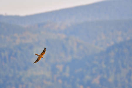 Common buzzard (Buteo buteo) - A large bird of prey with brown plumage, it flies high in the...