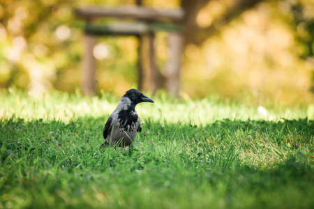 Carrion crow (Corvus corone) is a medium-sized bird with black-gray plumage and a large, sharp beak...