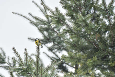 Great tit (Parus Major), a small bird with a yellow belly sits high up on a spruce branch on a winter cloudy day.の写真素材
