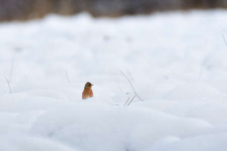 Chaffinch (Fringilla coelebs) - a small colorful bird sitting in a snow-covered field and looking...