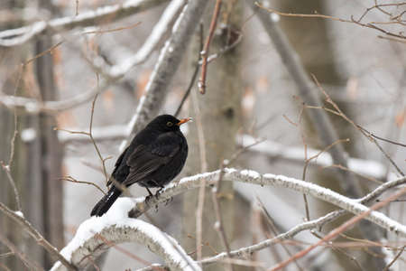 Blackbird (Turdus merula) black bird sitting on a branch in a winter day.の写真素材