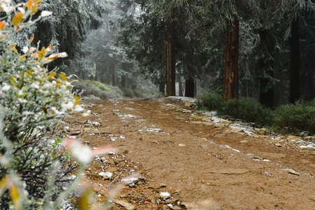 Hiking mountain trail leading through the forest to the Snieznik mountain peak, winter landscape on...