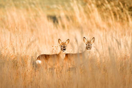 Young deer stand in the meadow among tall grass and look for threats, view at sunset.の写真素材