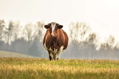 A brown and white dairy cow grazes in a meadow near the forest in the late afternoon.の写真素材