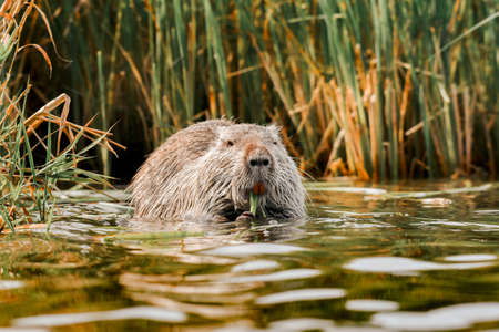 Nutria (Myocastor coypus) semi-aquatic, herbivorous rodent, the animal eats green grass leaves in...