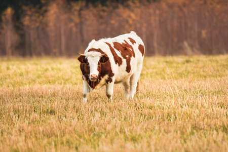 A brown and white dairy cow grazes in a meadow near the forest in the late afternoon.の写真素材