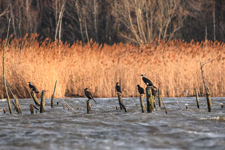 Great cormorant (Phalacrocorax carbo) - large waterfowl sitting on stilts protruding over the water,...