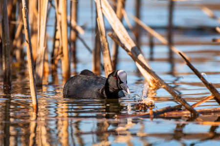 Eurasian coot (Fulica atra) medium-sized water bird with black plumage and white forehead, swims among reeds and eats insects flying over the water, sunny day.の写真素材
