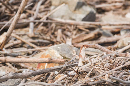 Least Weasel - Mustela Nivalis - a small predatory mammal with brown white fur, the weasel stands on...