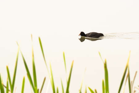 Eurasian coot (Fulica atra) A medium-sized water bird with black plumage and white forehead, it swims in the calm water of the lake.の写真素材