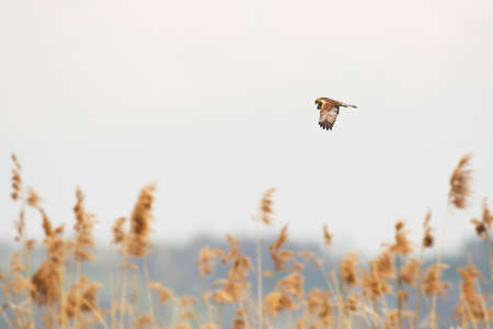 Western marsh harrier - Circus aeruginosus - a male large bird of prey with white-brown plumage, circling in the air over reeds in search of food for chicks.の写真素材