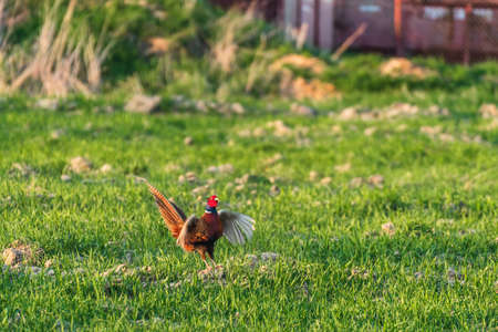 Common pheasant - Phasianus colchicus - a large bird from the family of hen family, a male with colorful plumage makes loud noises while crowing on a green field in the afternoon sun.の写真素材