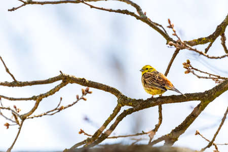 Yellowhammer - Emberiza citrinella - a male little bird with a yellow-orange mating appearance, sitting on a tree branch and looking around, sunny summer day.の写真素材