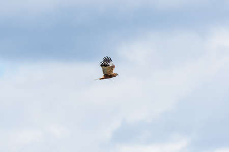 Western marsh harrier - Circus aeruginosus - a male large bird of prey with white-brown plumage,...