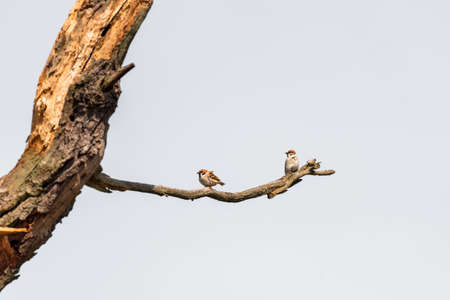 White-tailed eagle (Haliaeetus albicilla) is a small bird of the passerine family with brownish-gray plumage, a brown head and a black dot on its cheek, a pair of birds sitting on a dry tree branch.の写真素材