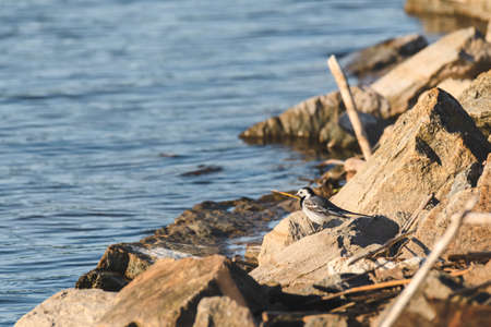 White wagtail - Motacilla alba - a small bird with white and gray plumage, stands among the stones...
