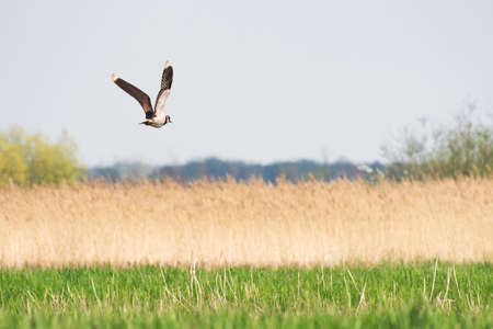 Northern lapwing - Vanellus vanellus - A species of medium-sized migratory bird, a swamp bird with black-and-white plumage, it flies over wetlands on a sunny summer day.の写真素材