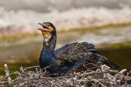 Great cormorant (Phalacrocorax carbo) - a large water bird with dark plumage, the female sits on a...