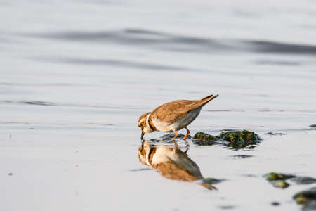 Little ringed plover - Charadrius dubius - a small bird with brown wings and a white belly, drinking water by the lake shore, sunny summer day.の写真素材