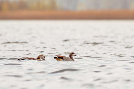 Egyptian goose - Alopochen aegyptiaca - a large water bird from the duck family with colorful...
