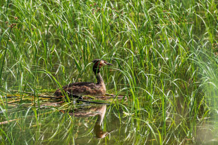 Great crested grebe (Podiceps cristatus) medium-sized migratory water bird, breeding season. The...