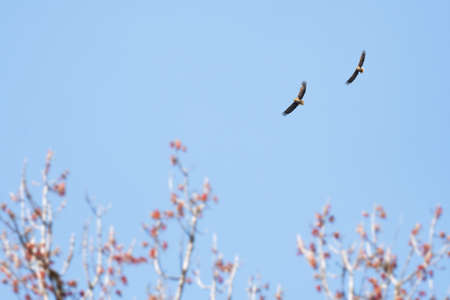 White-tailed eagle (Haliaeetus albicilla), a large bird of prey from the hawk family, a pair of...