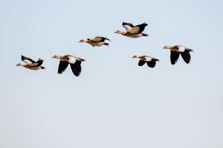 Egyptian goose - Alopochen aegyptiaca - a large water bird of the Duck family, a small flock of...