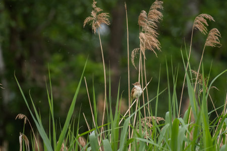 Great reed warbler (Acrocephalus arundinaceus) A small migratory bird with brown plumage and a light belly. The bird sits among the reeds in its natural environment.の写真素材