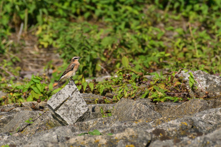 Northern wheatear (Oenanthe oenanthe) male, a small colorful migratory bird. The bird stands on the...