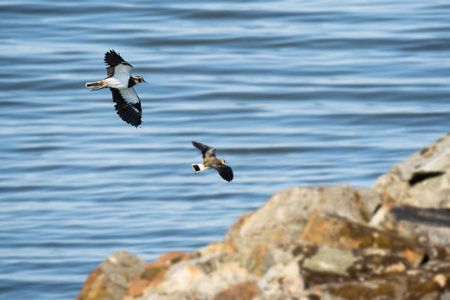 Northern lapwing (Vanellus vanellus) A medium-sized migratory bird with black and white plumage....
