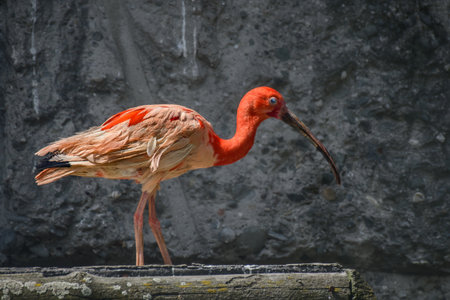 Scarlet ibis (Eudocimus ruber) A large wading bird with red plumage with a sharp long beak. The bird stands on a wooden pier on the shore of the pond.の写真素材