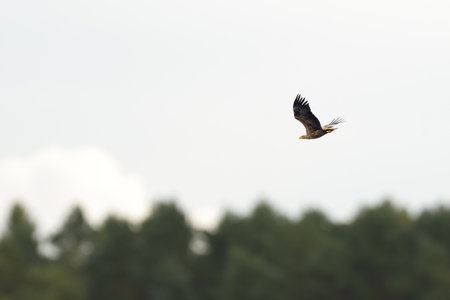 White-tailed eagle (Haliaeetus albicilla) large bird of prey with dark plumage with a sharp yellow...