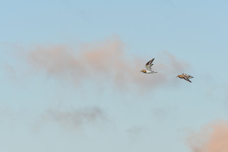 Common sandpiper (Actitis hypoleucos) is a medium-sized migratory bird. A pair of birds flying in...