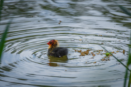 Eurasian coot (Fulica atra) chick of a medium-sized water bird, the bird swims on the lake near the shore near adult birds. Characteristic red and yellow plumage on the head.の写真素材