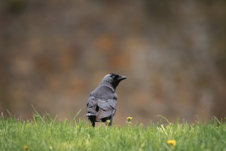 Western jackdaw (Corvus monedula) medium-sized synanthropic bird with dark plumage and black beak....