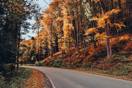 Autumn colors of trees on the asphalt road leading through the forest.
