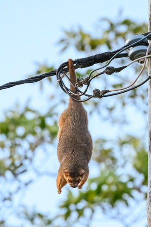 Common brushtail possum (Trichosurus vulpecula) a small mammal, a gregarious arboreal animal, the animal became entangled in power cables and died.の写真素材