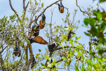 Flying fox, bats, flying mammals with large black wings and rusty neck hang upside down on a branch and rest during the day after hunting at night.の写真素材