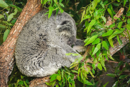 Australian koala (Phascolarctos cinereus) is a species of mammal, an arboreal herbivore. The animal sits on a tree and rests between green eucalyptus leaves.の写真素材