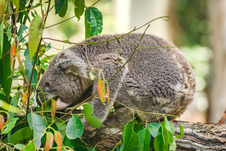 Australian koala (Phascolarctos cinereus) is a species of mammal, an arboreal herbivore. The animal sits on a tree and eats green eucalyptus leaves.の写真素材