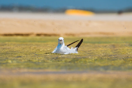 Silver gull (Chroicocephalus novaehollandiae) a medium-sized bird with white and gray plumage, the...