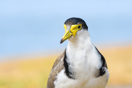 Masked lapwing (Vanellus miles) medium size bird, animal portrait on a summer sunny day on the river...