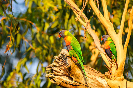 Rainbow lorikeet (Trichoglossus moluccanus) parrot, colorful small bird, animal sitting high on a...