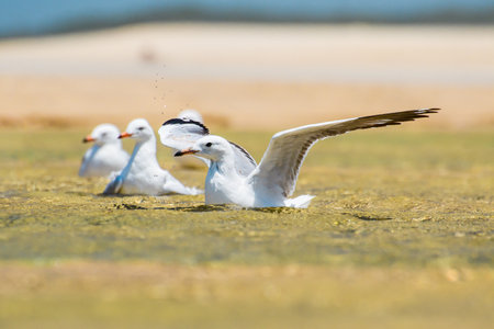 Silver gull (Chroicocephalus novaehollandiae) a medium-sized bird with white and gray plumage, the...