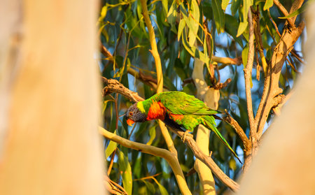 Rainbow lorikeet (Trichoglossus moluccanus) parrot, colorful small bird, animal sitting high on a...