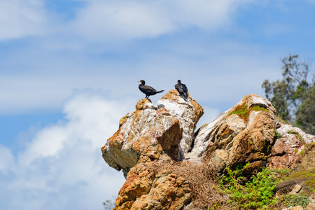 Great cormorant (Phalacrocorax carbo) a large water bird with dark plumage, a pair of birds sits high on a rock by the sea.の写真素材