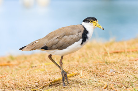 Masked lapwing (Vanellus miles) a medium-sized bird, the animal walks on dry grass on the river bank.の写真素材